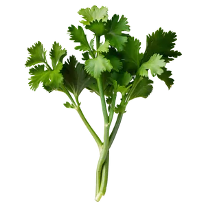 Spicy Cilantro Png Djf68 PNG Image