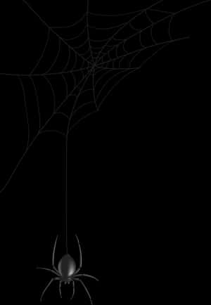 Spider Descending From Web PNG image with transparent background
