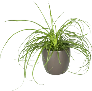 Spider Plantin Grey Pot PNG Image