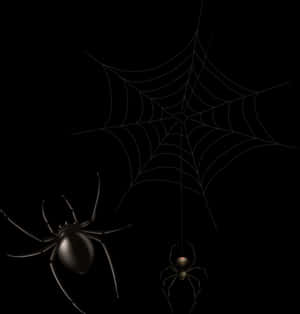 Spiders_on_ Web_in_ Darkness PNG image with transparent background