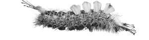 Caterpillar, HD Png Download PNG with transparent background