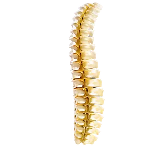 Spine Png 15 PNG Image