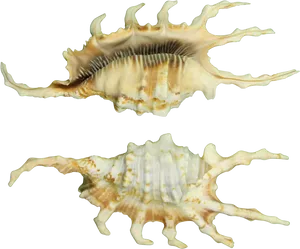 Spiny Conch Shells PNG Image