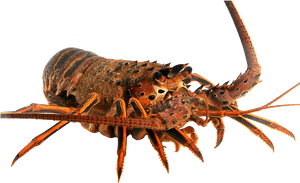 Transparent Lobster Png - American Lobster, Png Download PNG image with transparent background