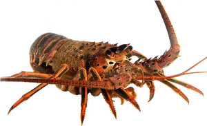 Spiny Lobster Transparent Background PNG Image