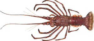 Lobster, HD Png Download PNG image with transparent background