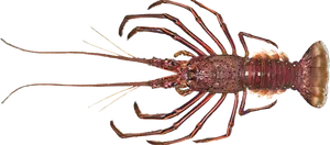 Spiny Lobster Transparent Background PNG Image