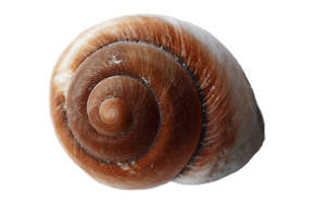 Spiral Brown Seashell Isolated PNG image with transparent background