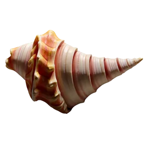 Spiral Conch Shell Drawing Png Bey44 PNG Image