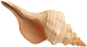 Spiral Conch Shell Isolated PNG Image