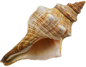 Spiral Conch Shell Isolated PNG Image