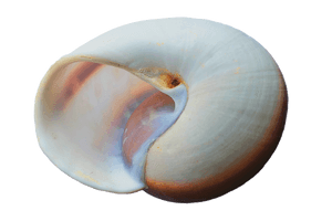 Spiral Seashell Isolated Background PNG image with transparent background