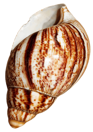 Spiral Seashell Isolated Background PNG image with transparent background