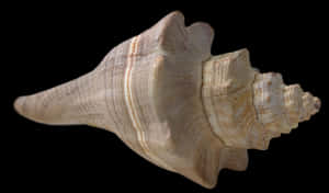 Spiral Seashell Isolatedon Black PNG image with transparent background