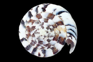 Spiral Seashell Pattern PNG image with transparent background