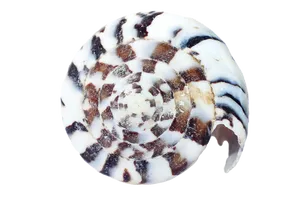 Spiral Seashell Pattern PNG Image