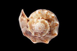 Spiral Seashellon Black Background PNG image with transparent background