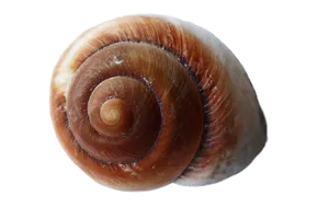 Spiral Seashellon Black Background PNG Image