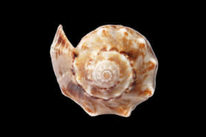 Spiral Seashellon Black Background PNG image with transparent background