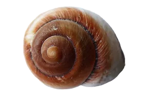 Spiral Seashellon Black Background PNG Image