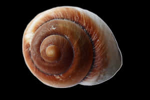 Spiral Seashellon Black Background PNG image with transparent background