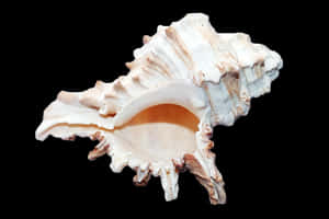 Spiral Shell Black Background PNG image with transparent background