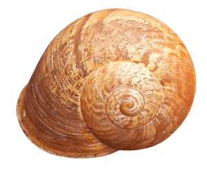 Spiral Shell Isolated Background PNG image with transparent background