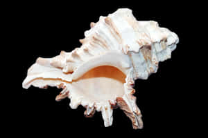 Spiral Shell Isolatedon Black PNG image with transparent background