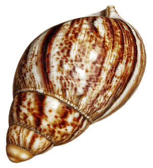 Spiraled Brown Seashell PNG image with transparent background