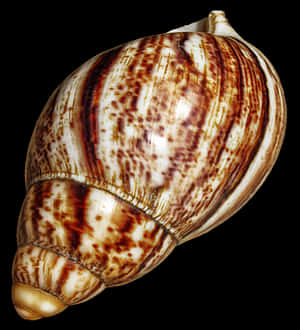 Spiraled Marine Shell PNG image with transparent background