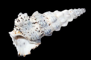Spiraled Sea Shellon Black Background PNG image with transparent background