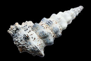Spiraled Seashell Black Background PNG image with transparent background
