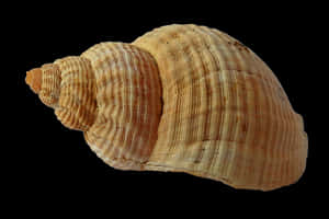 Spiraled Seashell Black Background PNG image with transparent background