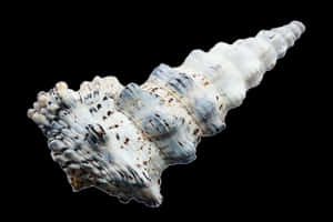 Spiraled Seashell Black Background PNG image with transparent background
