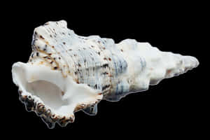 Spiraled Seashell Isolated PNG image with transparent background