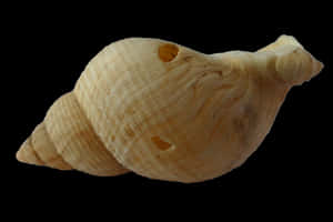 Spiraled Seashellon Black Background PNG image with transparent background