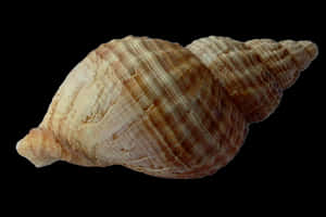 Spiraled Seashellon Black Background PNG image with transparent background