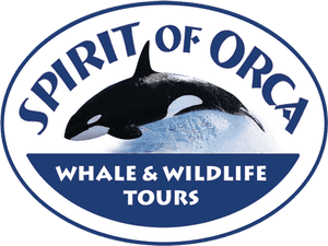 Spirit Of Orca , Png Download - Killer Whale, Transparent Png PNG image with transparent background