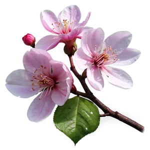 Splendid Blossom Png Fio31 PNG Image