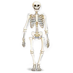 Spooky Cartoon Skeleton Png Fdx PNG Image