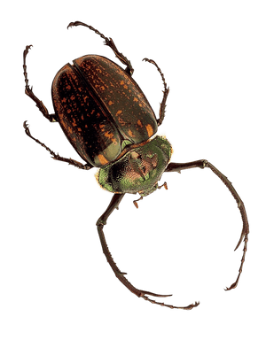 Spotted Beetle Specimen PNG image with transparent background