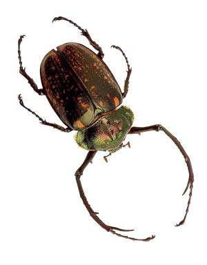 Spotted Beetle Specimen PNG Image