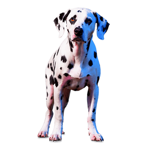 Spotted Dalmatian Dog PNG yrq PNG image with transparent background
