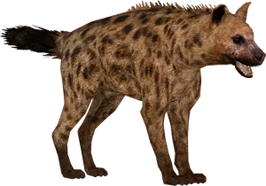 Spotted Hyena Standing Transparent Background.png PNG Image