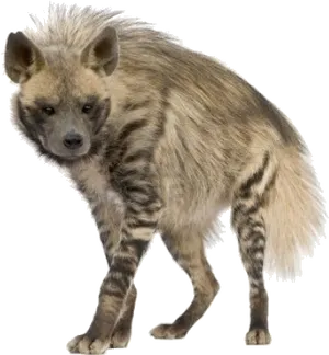 Spotted Hyena Standing Transparent Background.png PNG Image