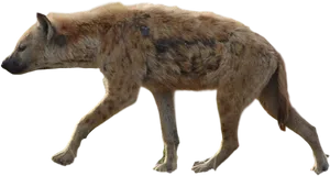 Spotted Hyena Walking Transparent Background PNG Image