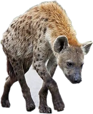 Spotted Hyena Walking Transparent Background PNG Image