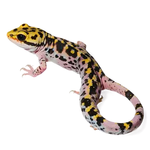 Spotted Leopard Gecko Png Phr PNG Image