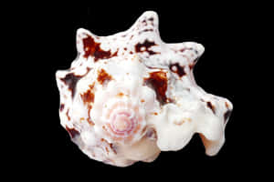 Spotted Sea Shellon Black Background PNG image with transparent background