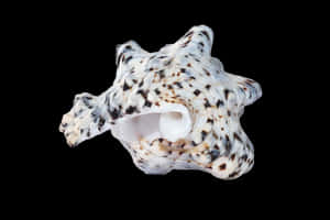 Spotted Sea Shellon Black Background PNG image with transparent background